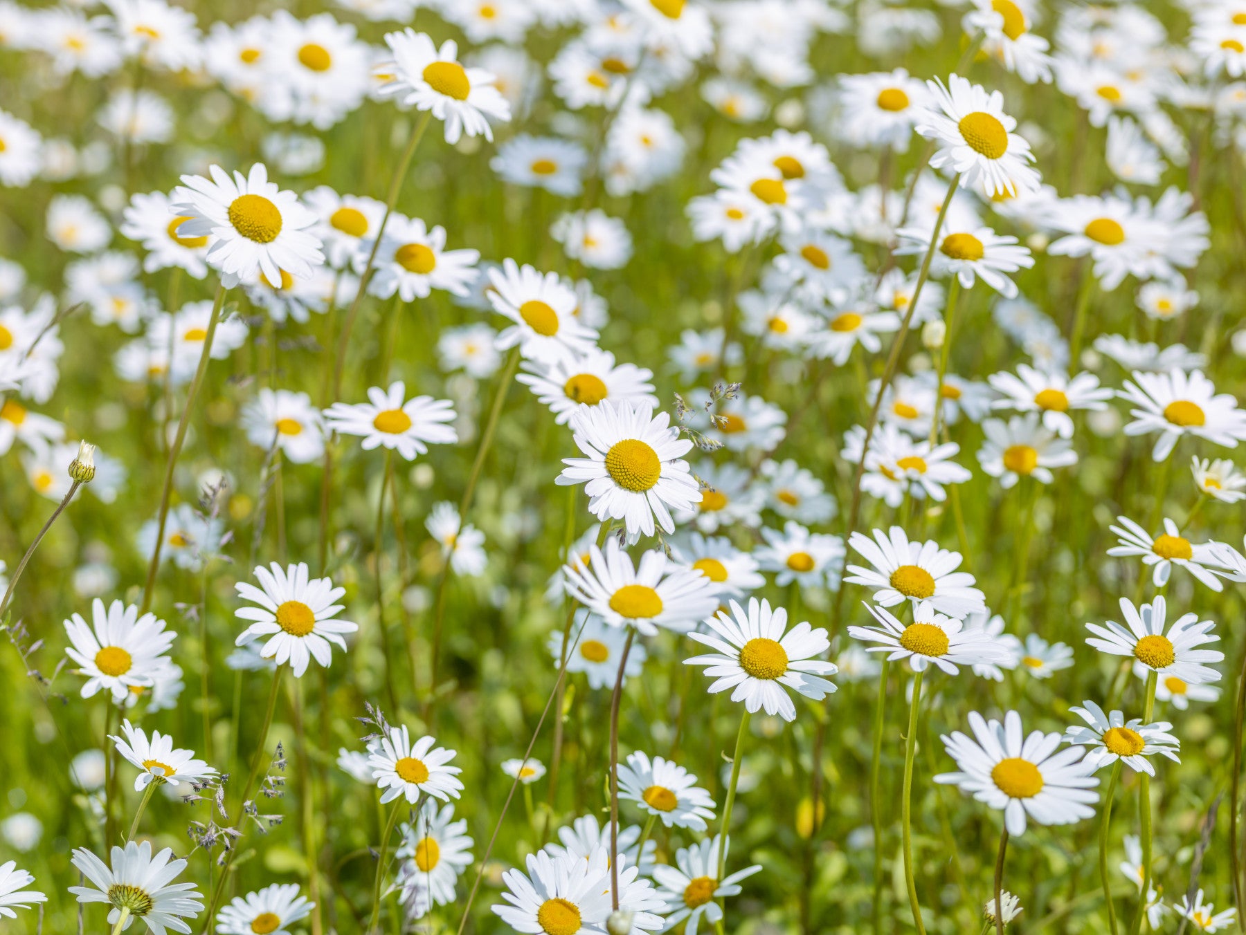 Sunlit Daisy Meadow Wall Mural