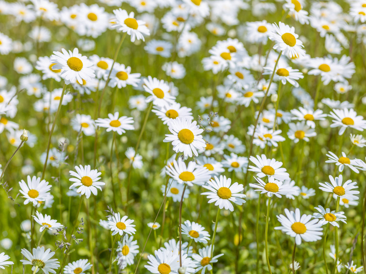 Sunlit Daisy Meadow Wall Mural in your room — zoomed