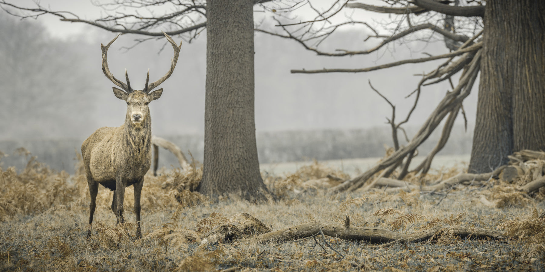 Majestic Woodland Stag in Misty Forest Wall Mural