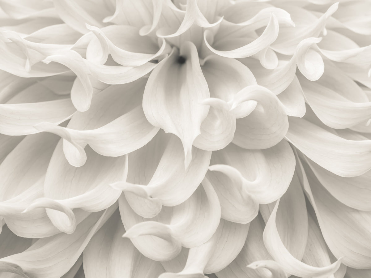 Cream Petal Macro Flow Wall Mural in your room