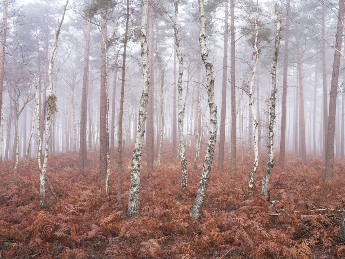 Misty Woodland Awakening Wall Mural in your room