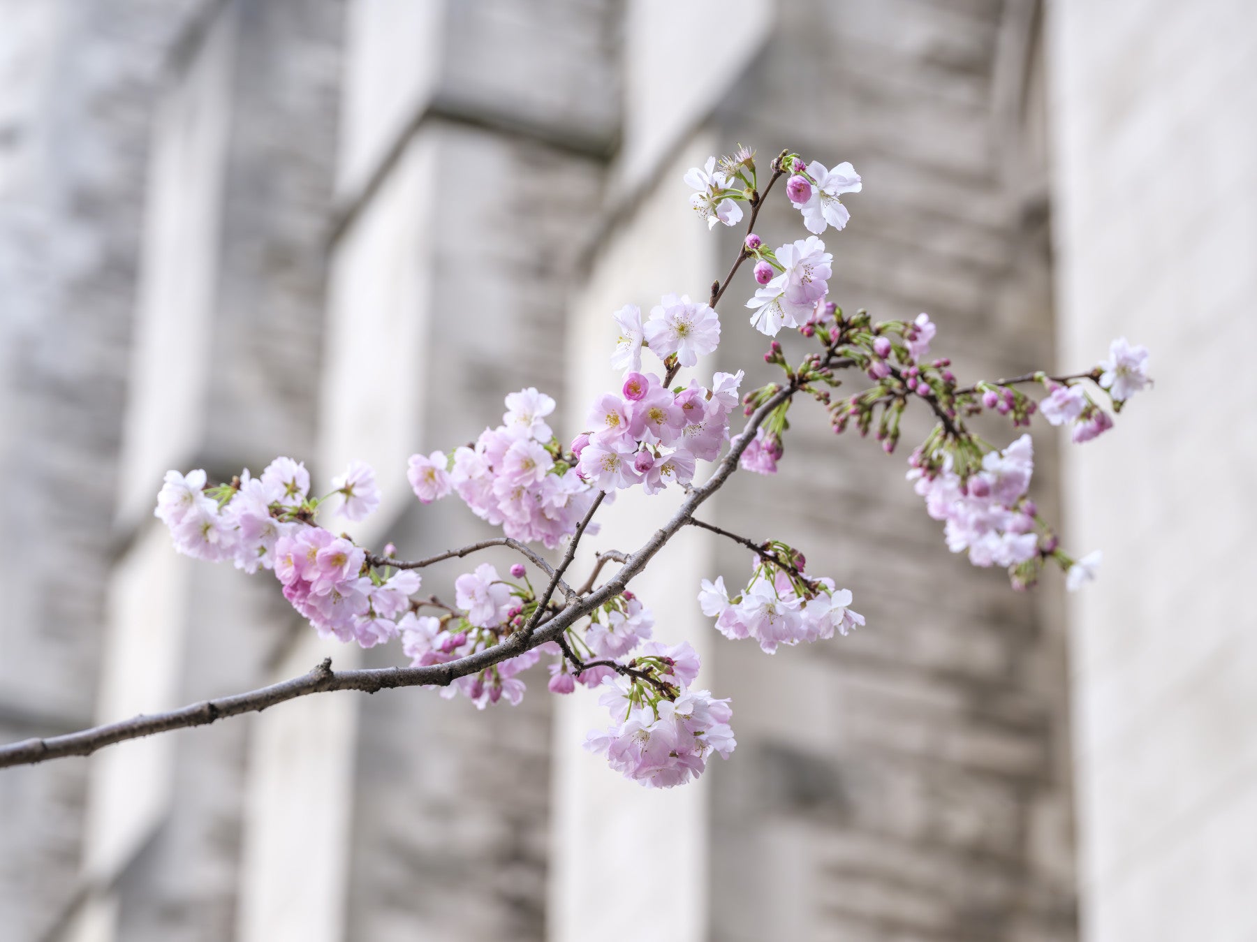 Spring Blossom Branch Wall Mural