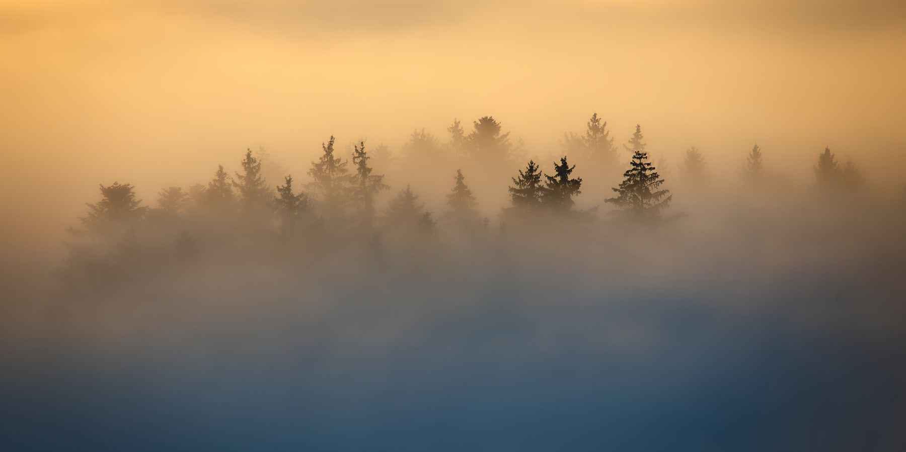 Golden Haze Pine Tree Landscape Wall Mural