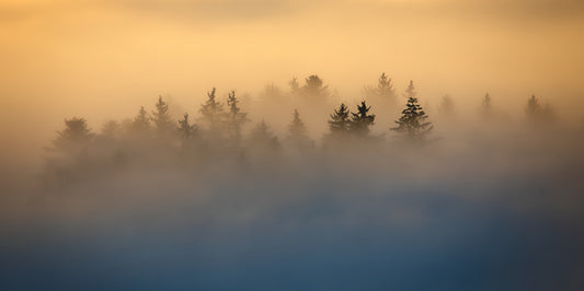 Golden Haze Pine Tree Landscape Wall Mural