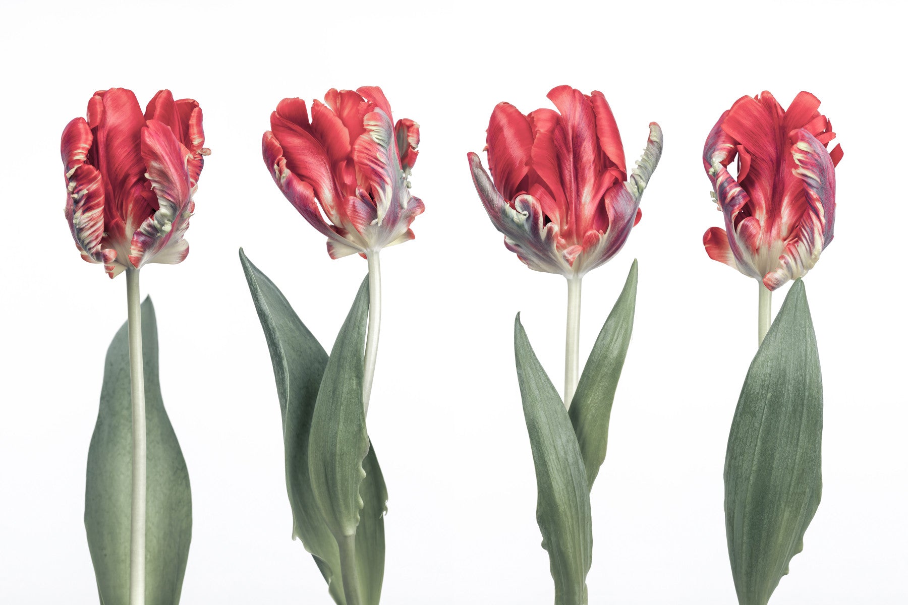 Crimson Parrot Tulip Study Wall Mural