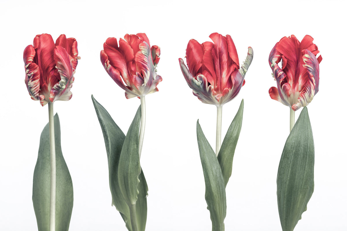 Crimson Parrot Tulip Study Wall Mural in your room — zoomed