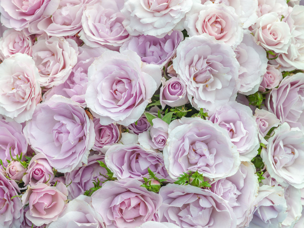 Soft Blush Rose Garden Wall Mural in your room