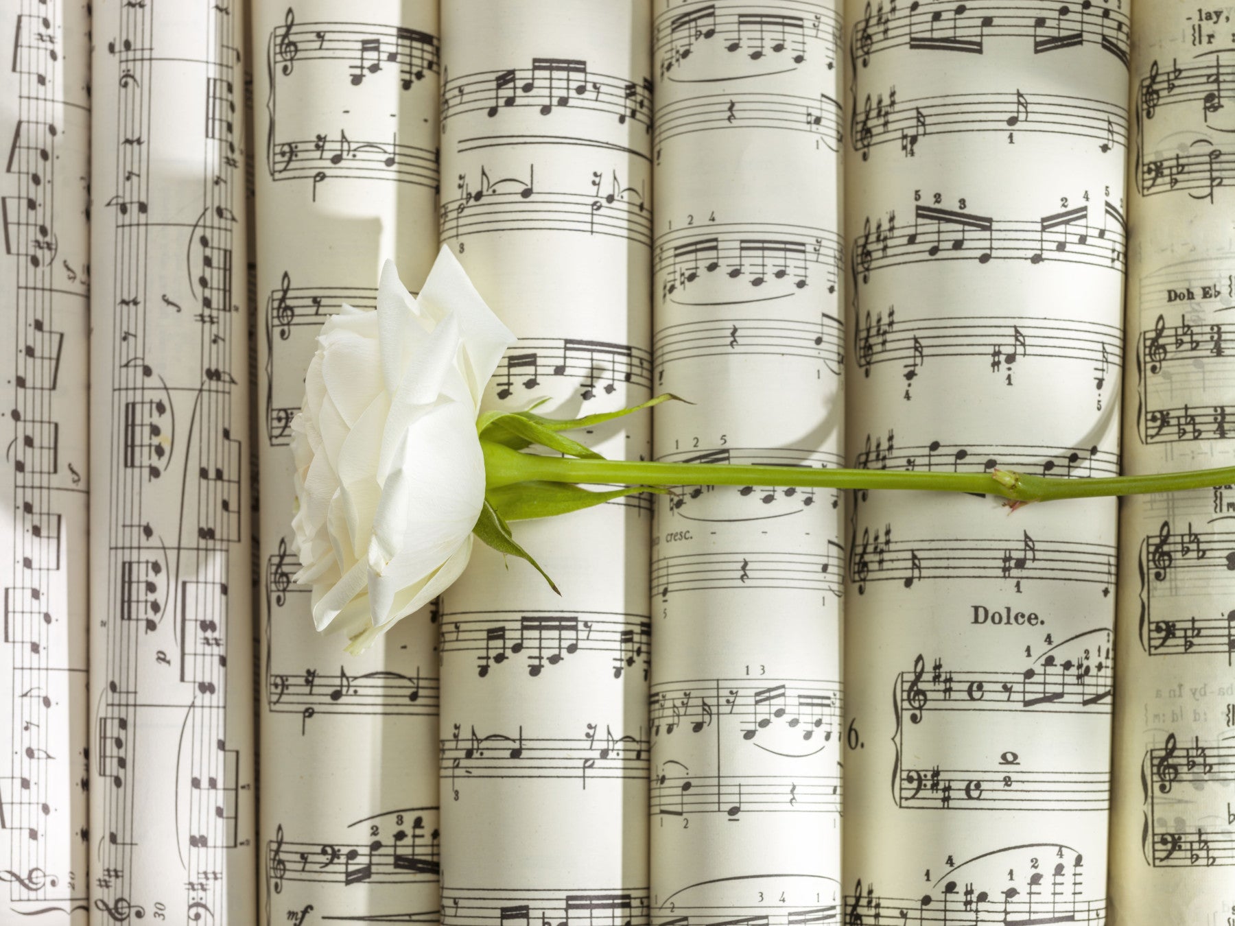 Melodic White Bloom Harmony Wall Mural