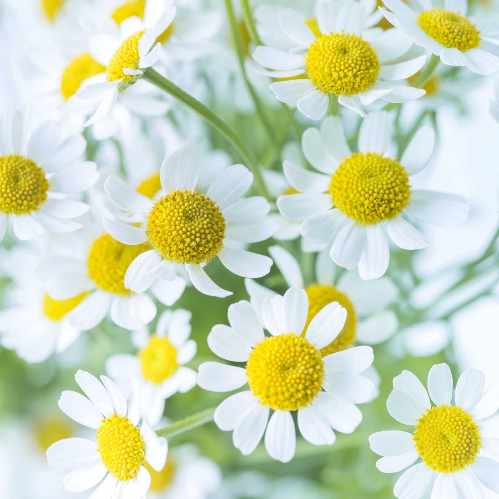 Spring Meadow Bloom Wall Mural
