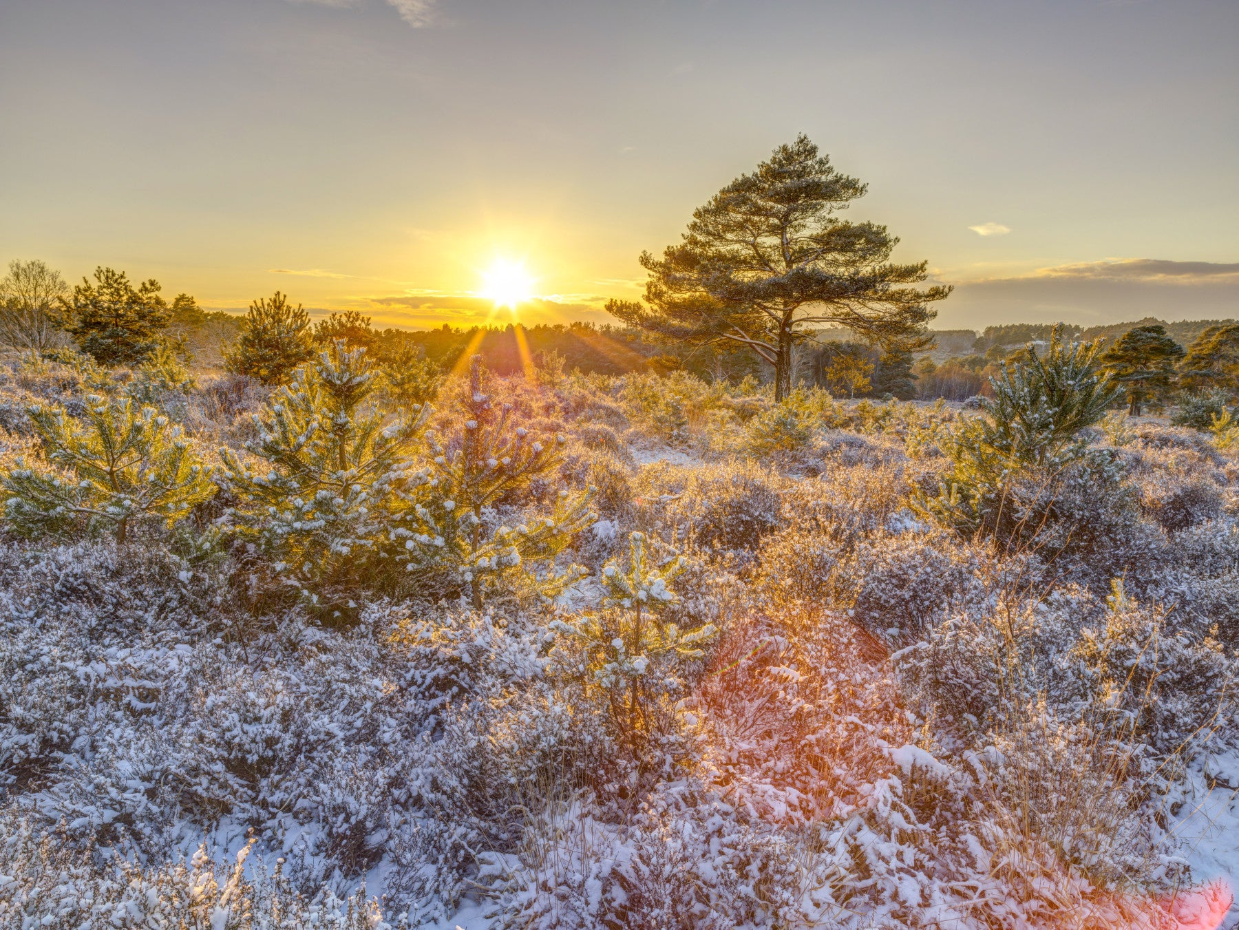 Frosty Morning Woodland Glow Wall Mural