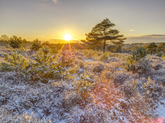 Frosty Morning Woodland Glow Wall Mural
