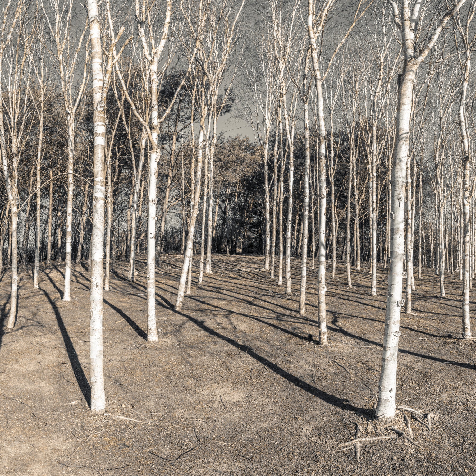 Winter Woodland Shadow Path Wall Mural in your room — zoomed