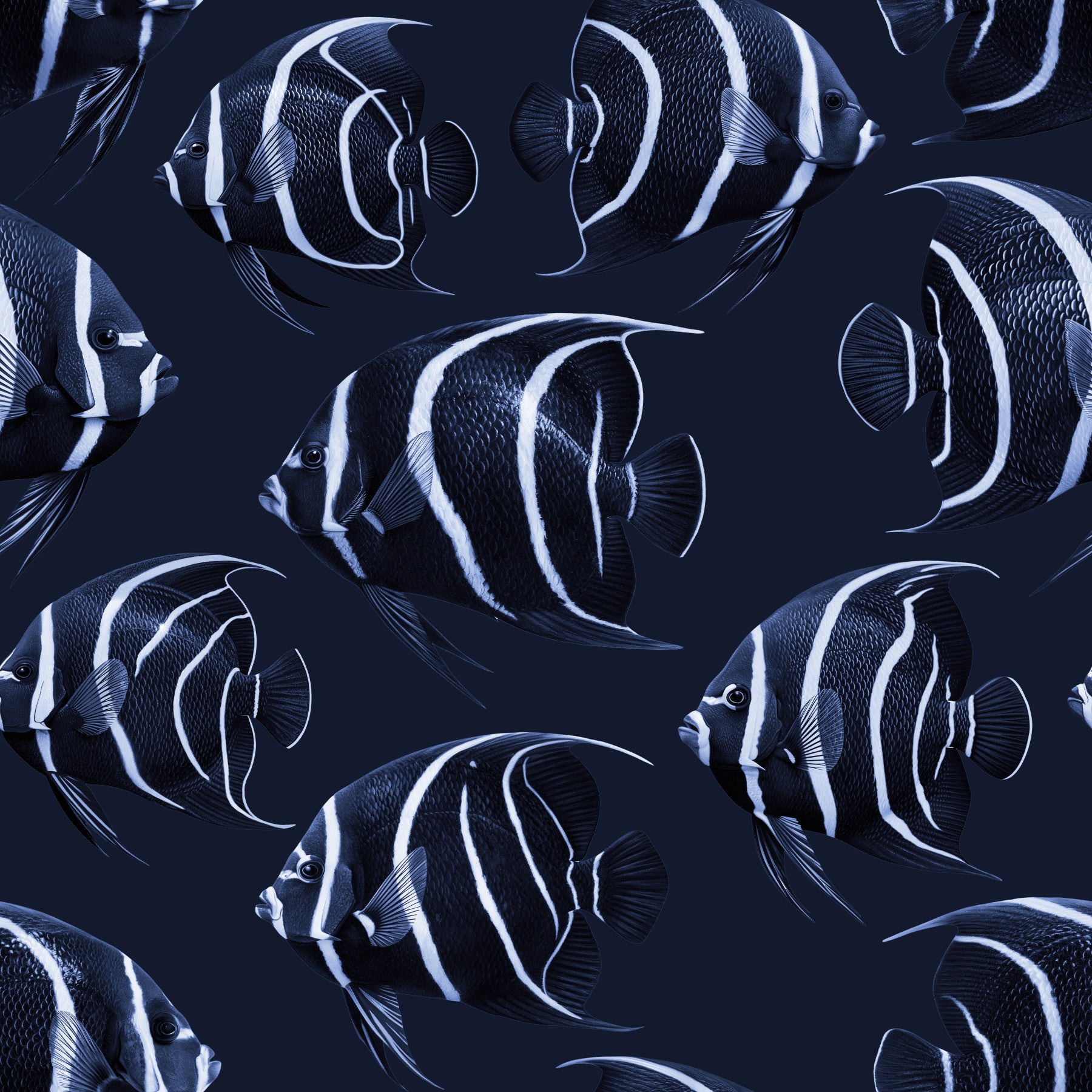 Angel The Fish Wallpaper⁠
