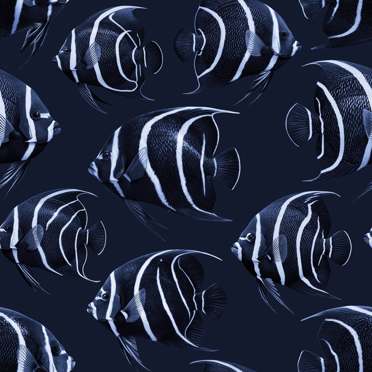 Angel The Fish Wallpaper⁠ in your room