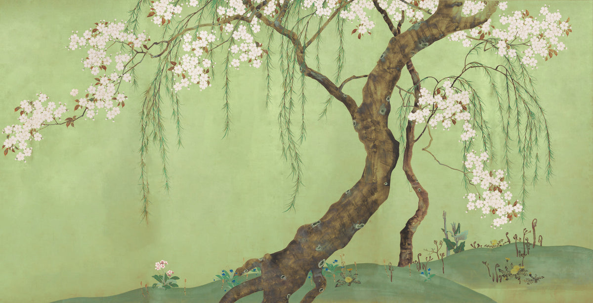 Weeping Cherry Blossom Willow Scene Wall Mural in your room