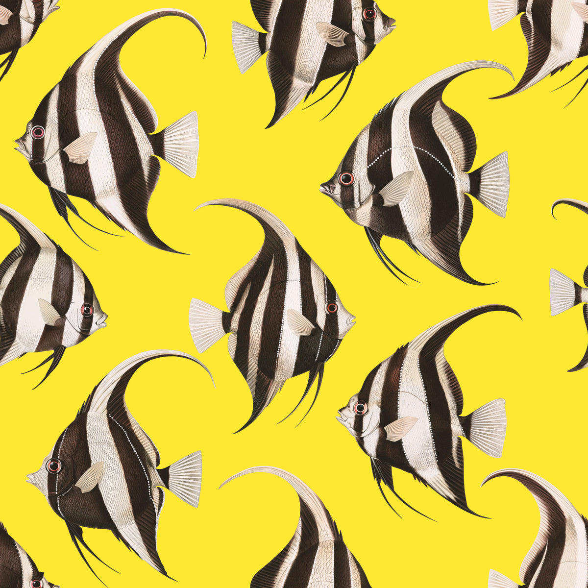 Spade The Fish 03 Wallpaper⁠ in your room