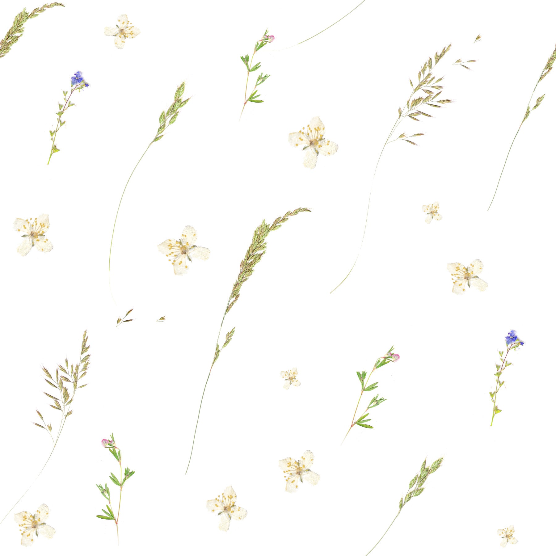 Pressed Meadow Wildflowers Wallpaper⁠