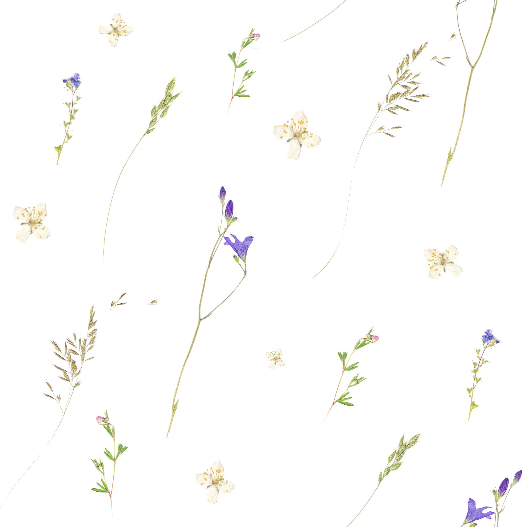 Botanical Pressed Grasses Wallpaper⁠