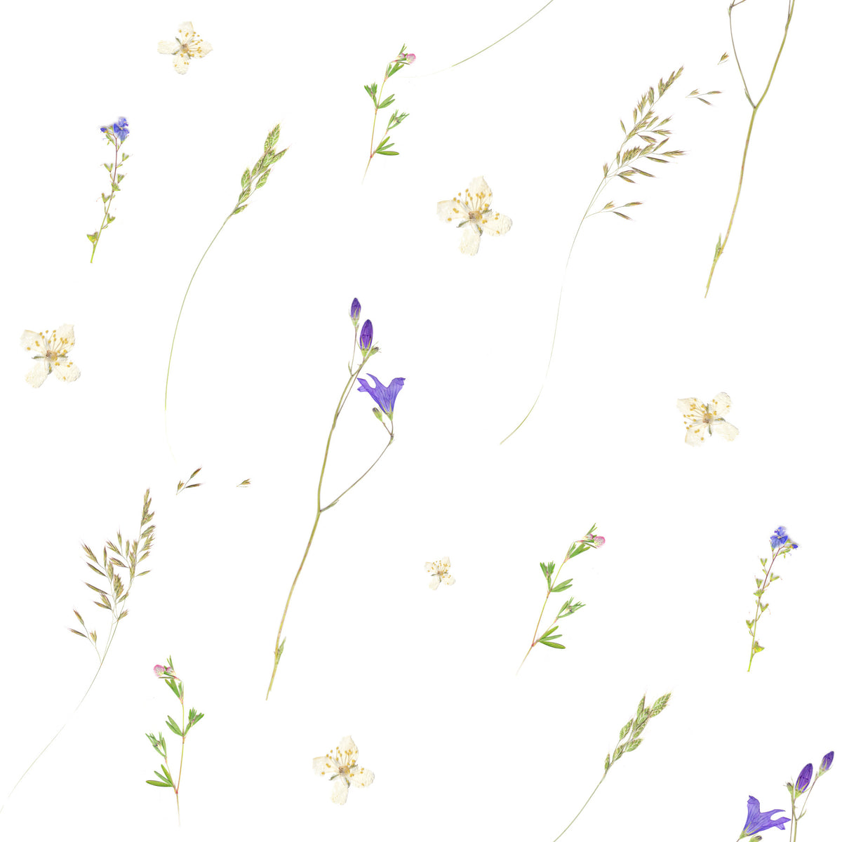 Botanical Pressed Grasses Wallpaper⁠ in your room — zoomed