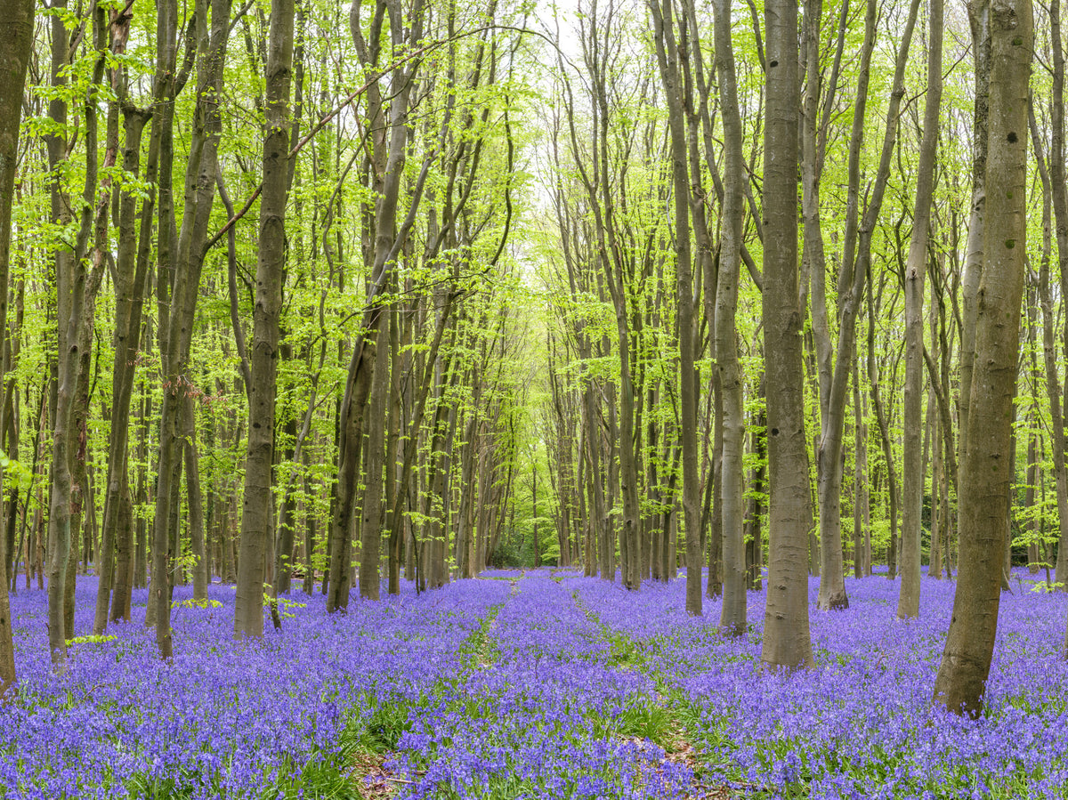 Springtime Woodland Floral Path Wall Mural in your room