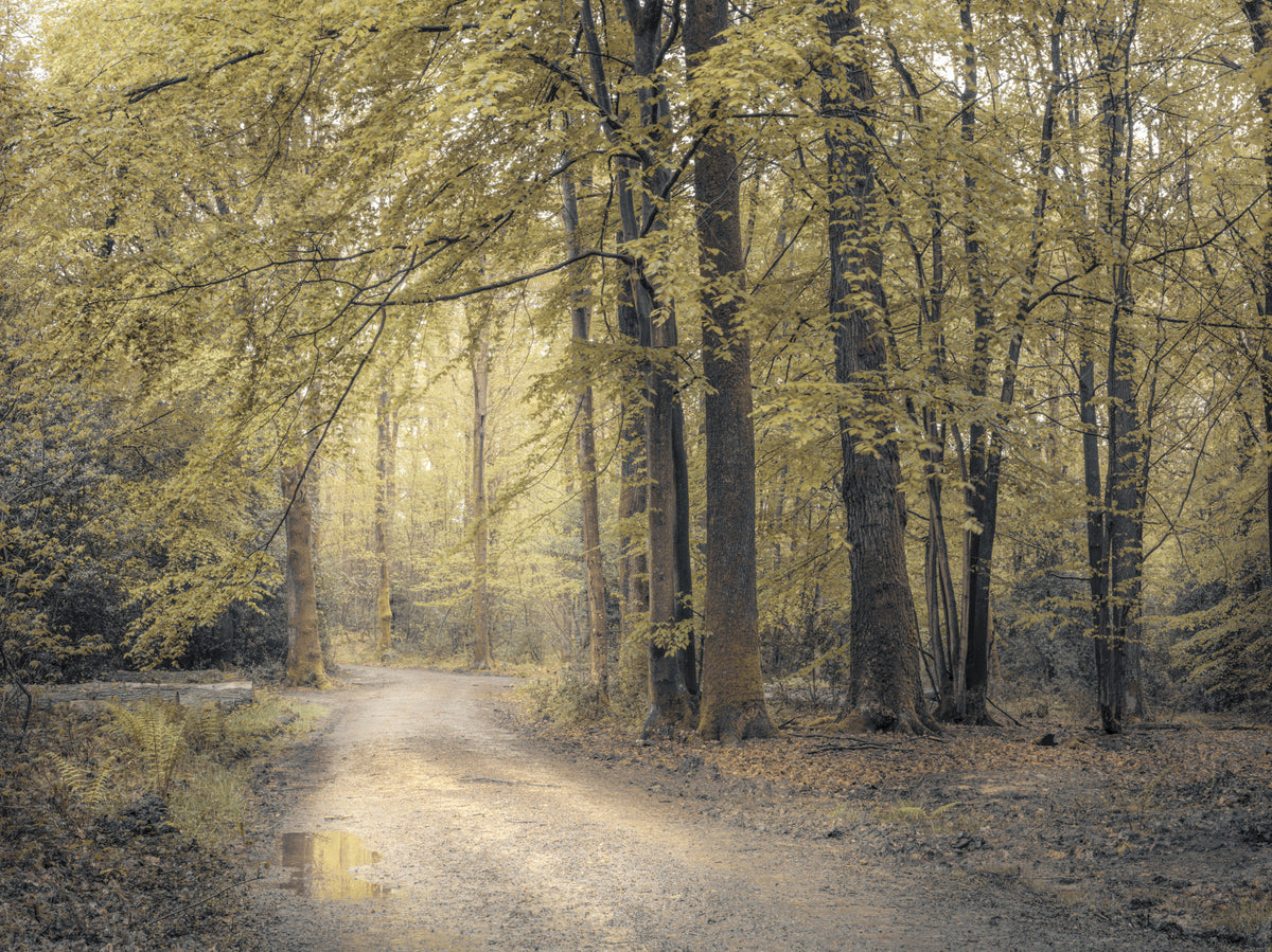 Muted Autumn Woodland Trail Wall Mural in your room