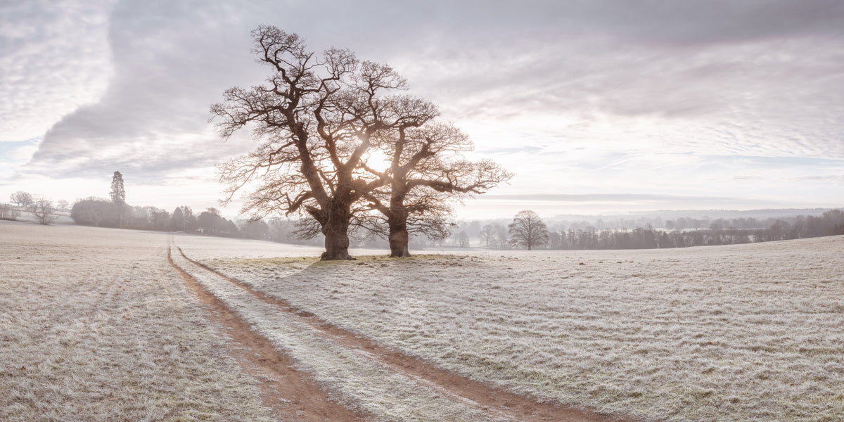 Misty Morning Meadow Wall Mural in your room