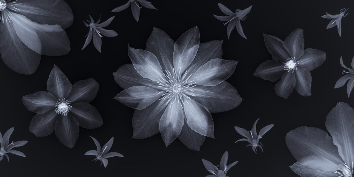 Ethereal Night Flora Wall Mural
