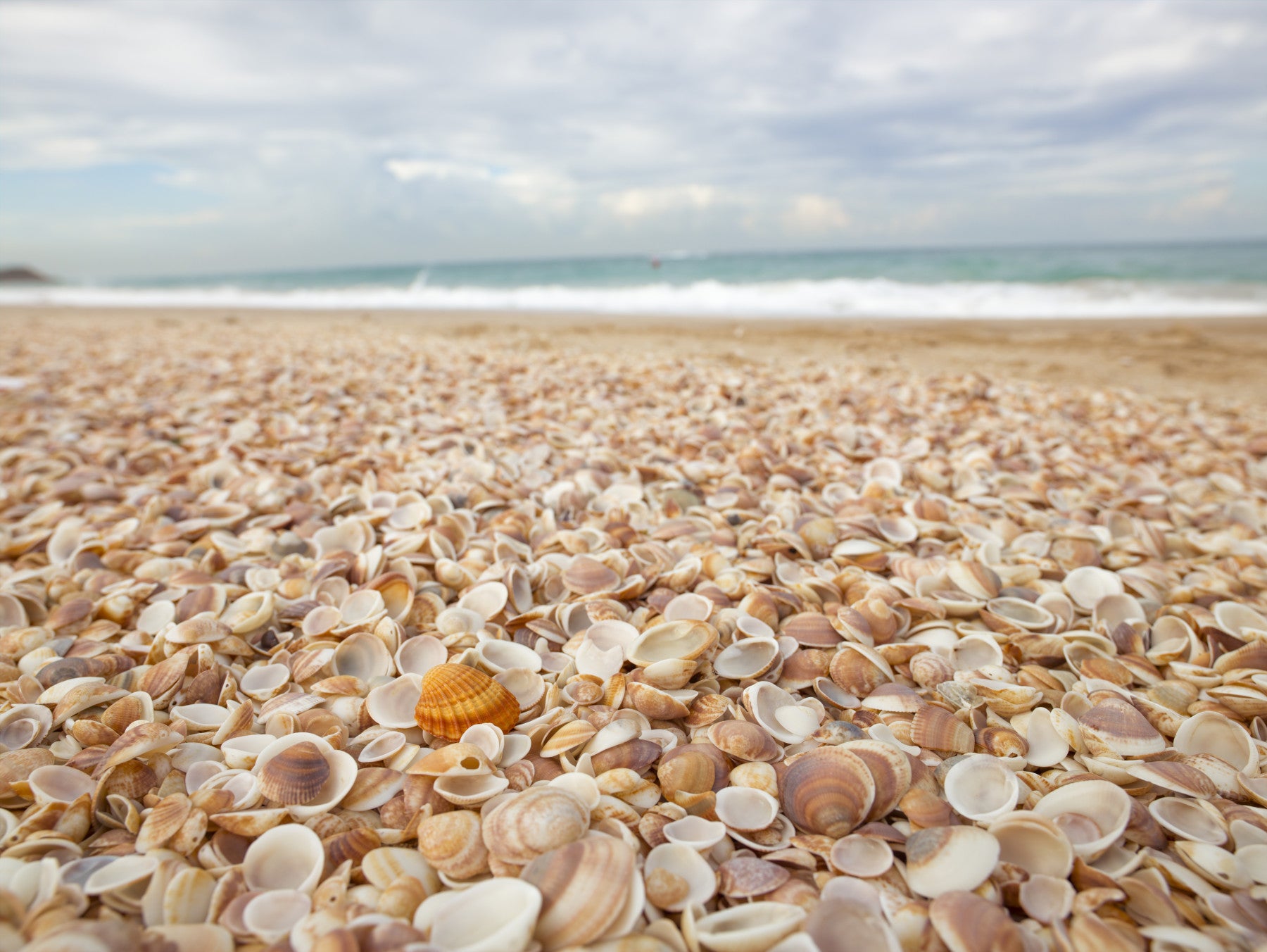 Sunlit Seashell Bed Wall Mural