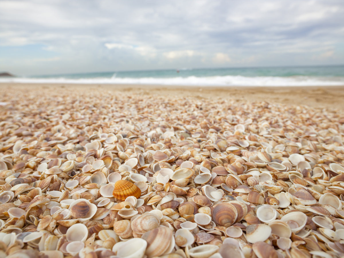 Sunlit Seashell Bed Wall Mural in your room