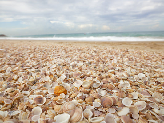 Sunlit Seashell Bed Wall Mural