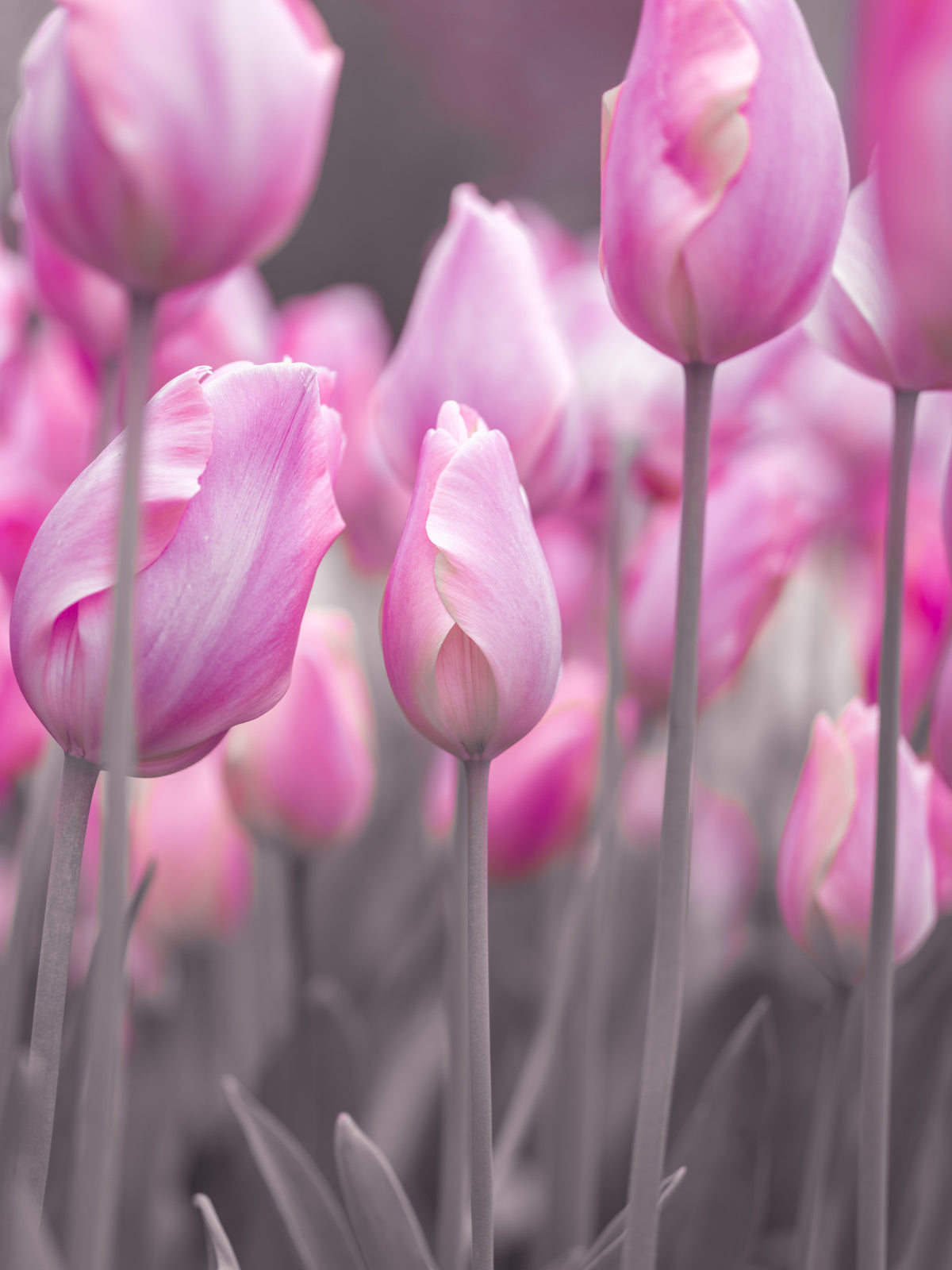 Spring Tulip Macro Study Wall Mural in your room