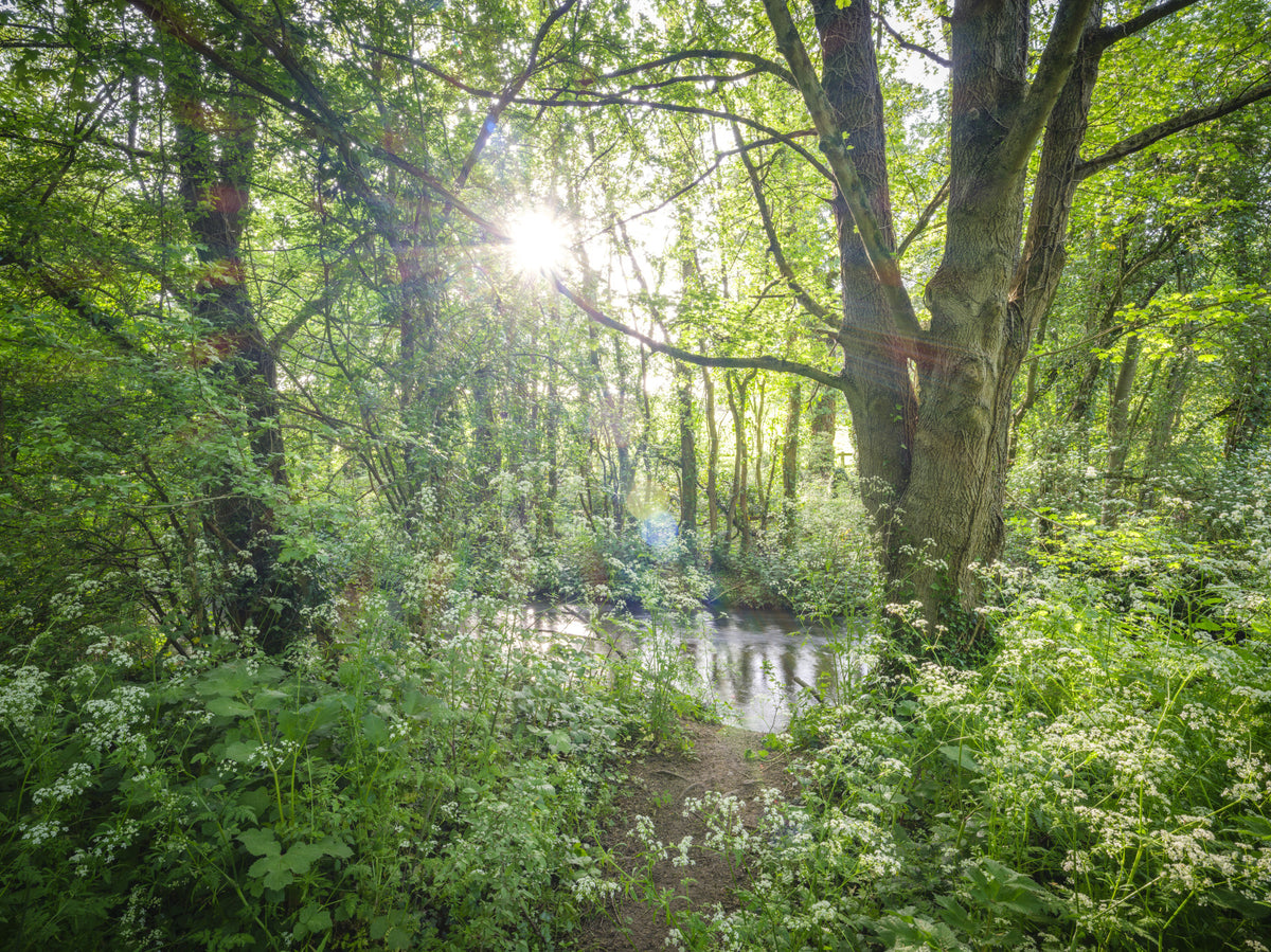 Enchanted Woodland Stream Path Wall Mural in your room