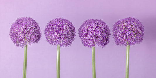 Symmetrical Lavender Floral Spheres Wall Mural