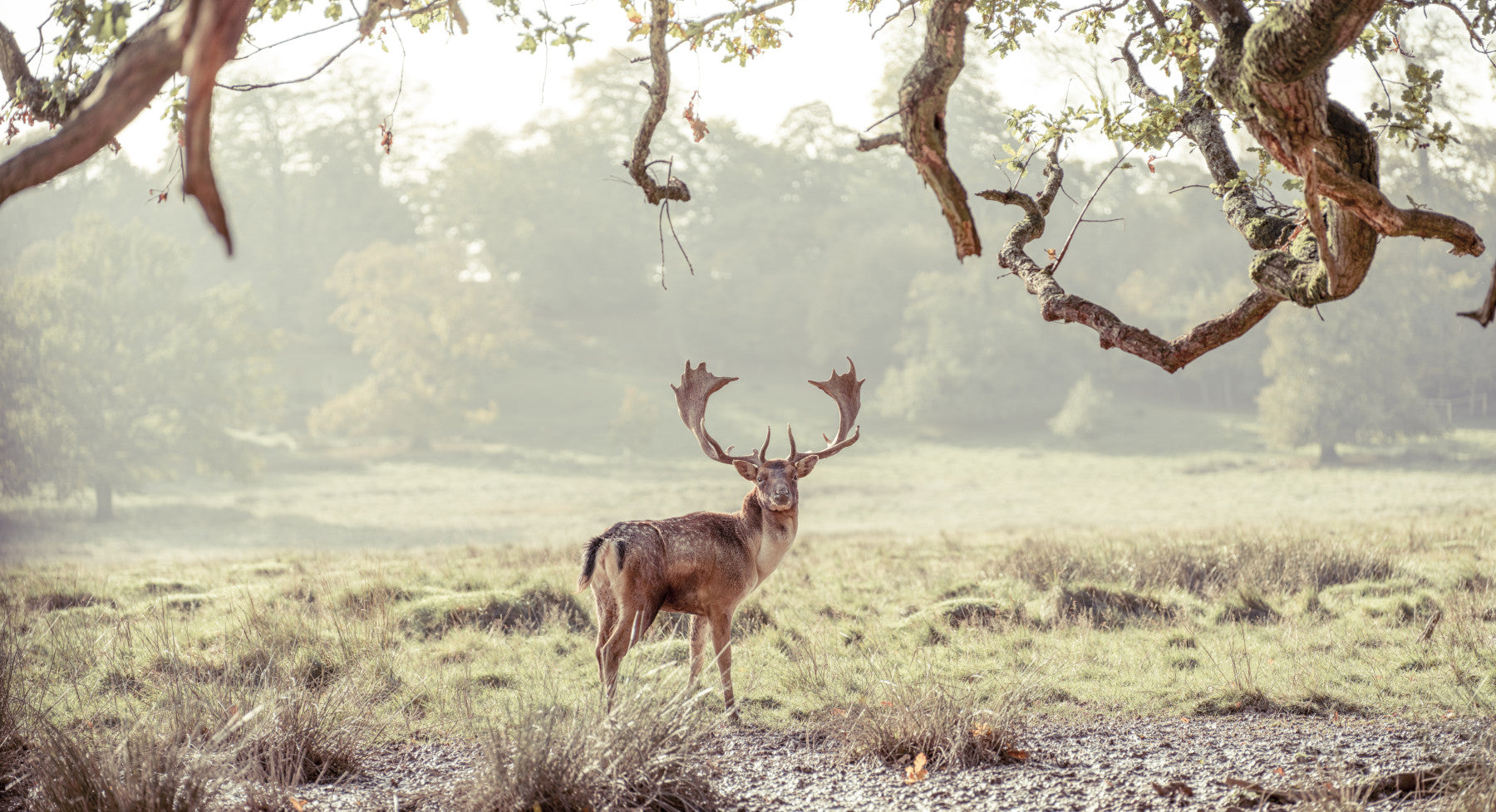 Stag Portrait in Golden Forest Light Wall Mural