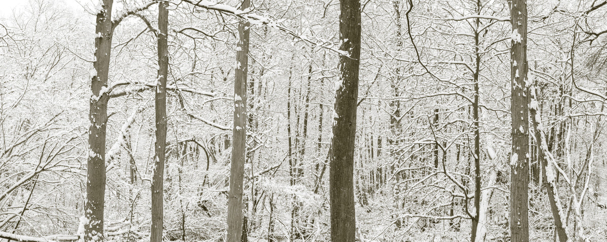 Frosty Woodland Whispers Wall Mural