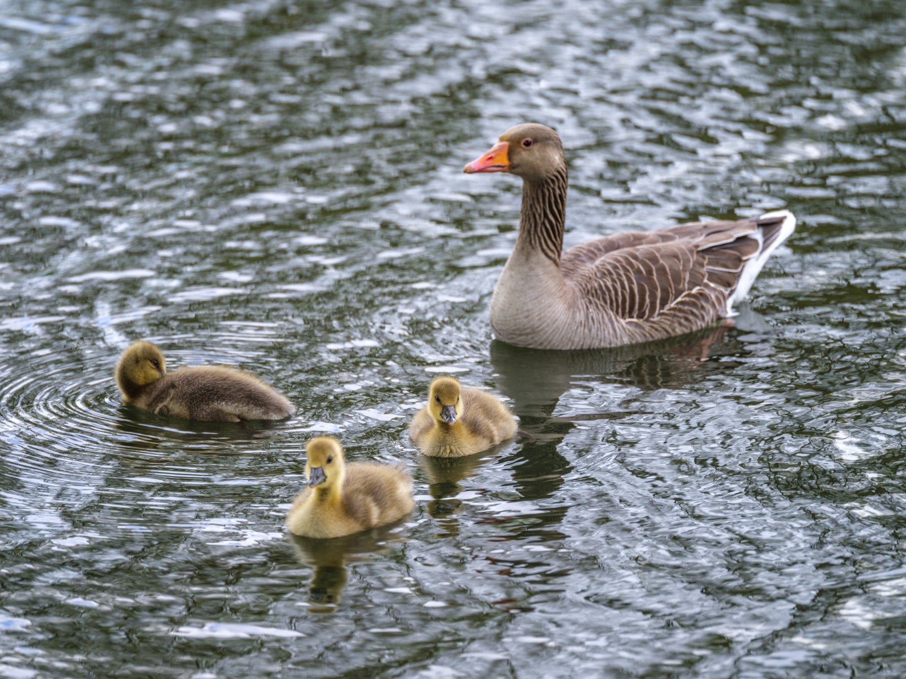 Greylag goose pond wall mural filling a calm bathroom feature space GD12838
