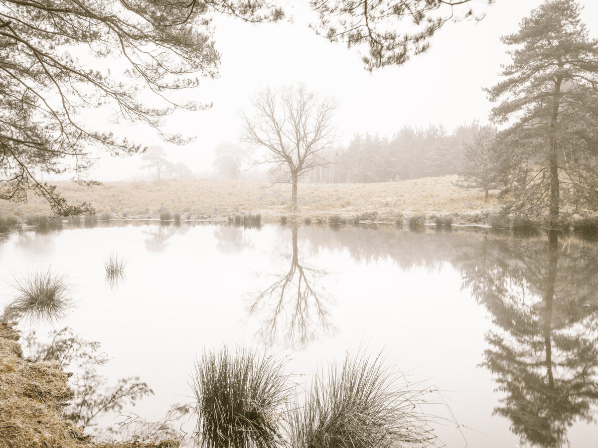 Ethereal Sepia Forest Reflection Wall Mural