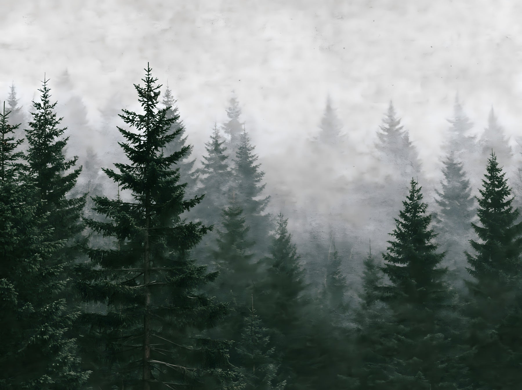 Evergreen Wilderness in Fog Wall Mural