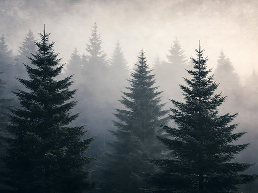 Winter Woodland Mist Study Wall Mural