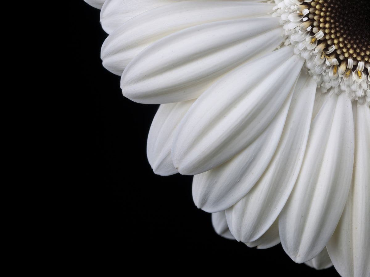 Monochrome Gerbera Macro Study Wall Mural in your room — zoomed