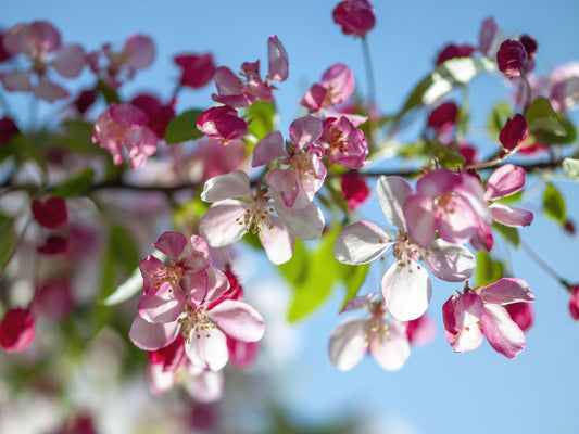 Pink Petals and Sky Blue Backdrop Wall Mural