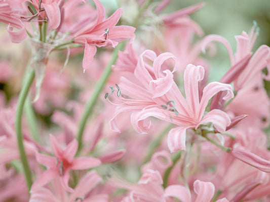 Abstract Pink Petal Layers Wall Mural