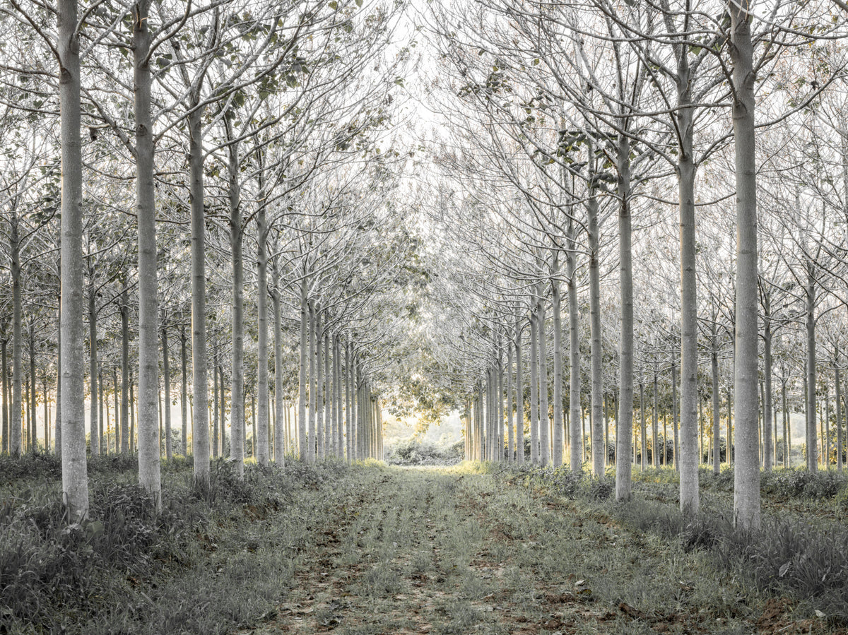 Minimalist Woodland Perspective Wall Mural in your room — zoomed