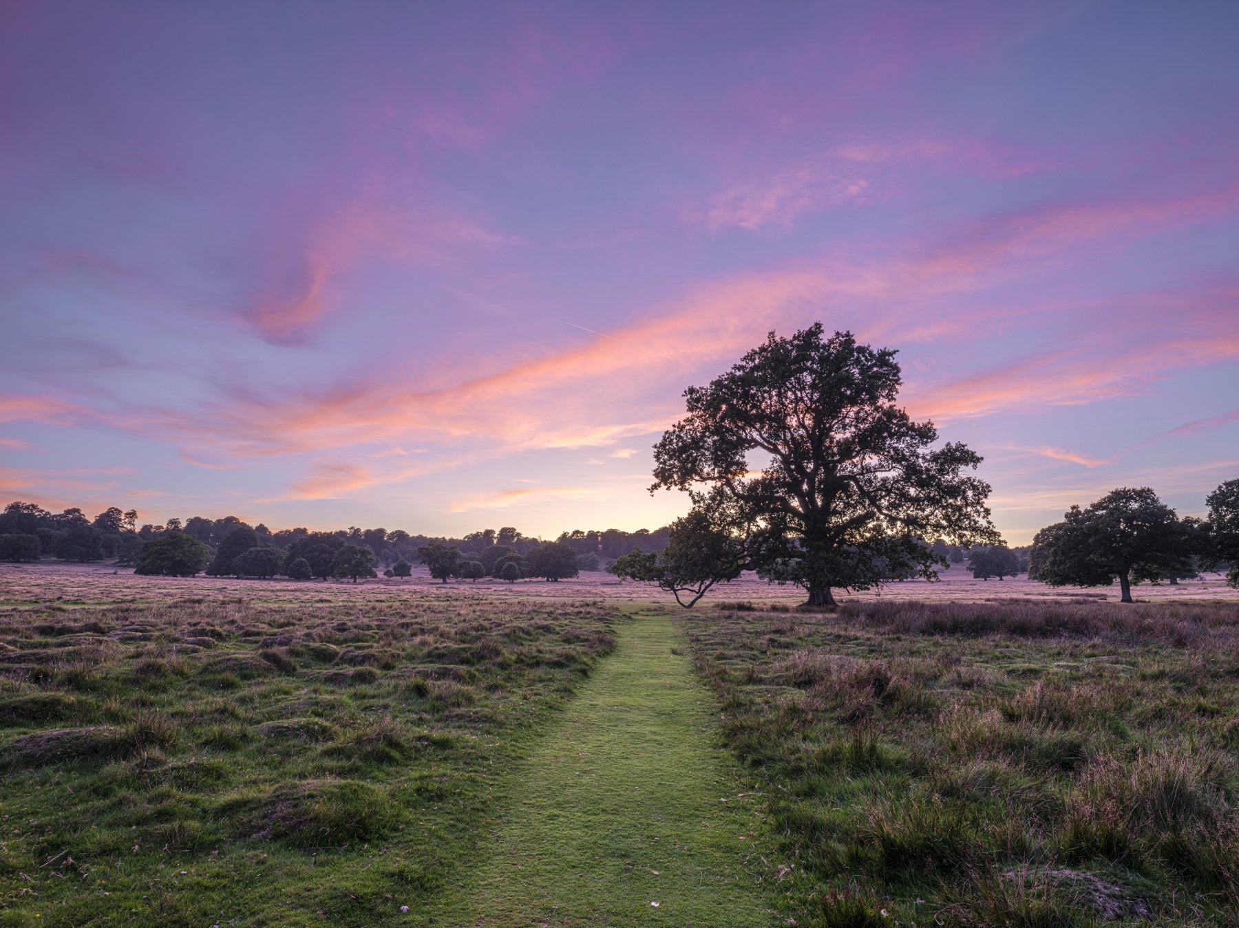 Twilight Field Horizon Wall Mural