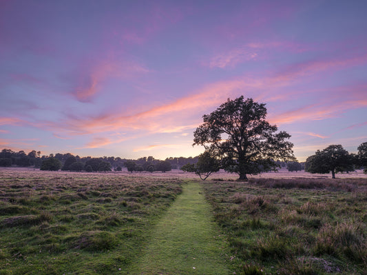 Twilight Field Horizon Wall Mural