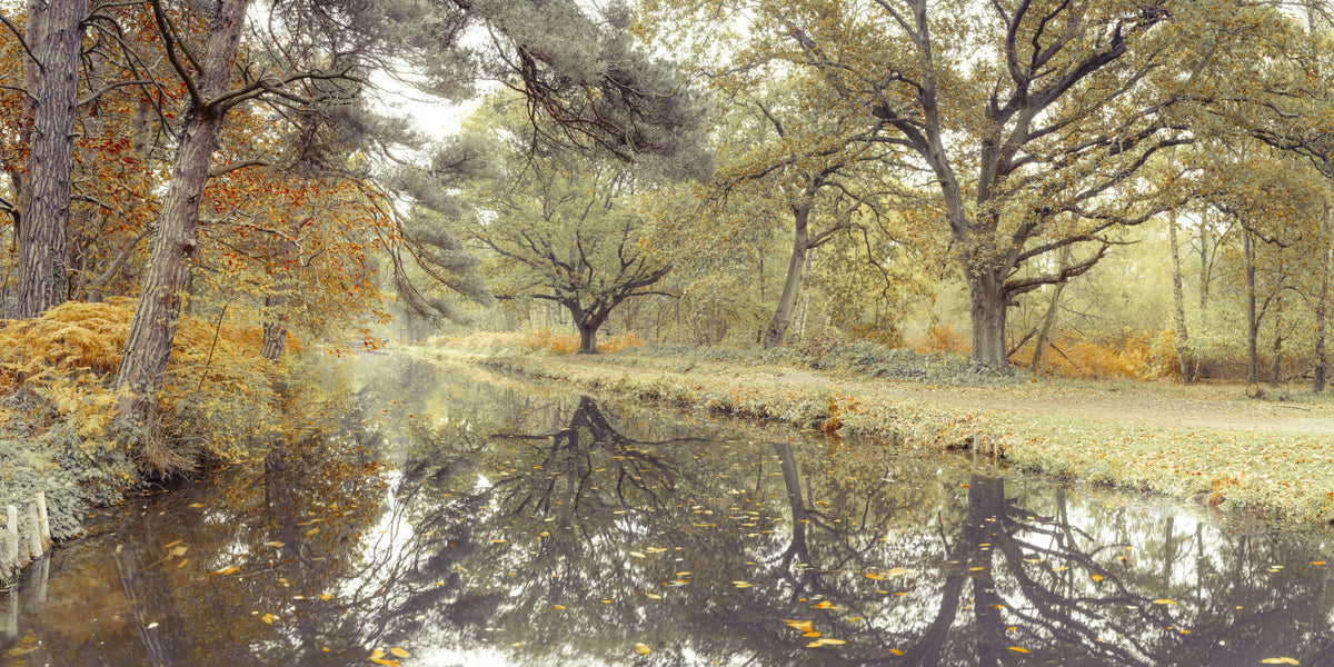 Reflective Woodland River Path Wall Mural in your room — zoomed