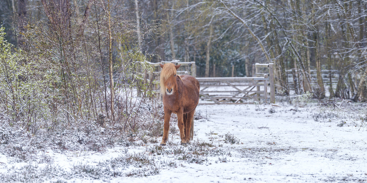 Rustic Winter Woodland Pony Wall Mural in your room — zoomed