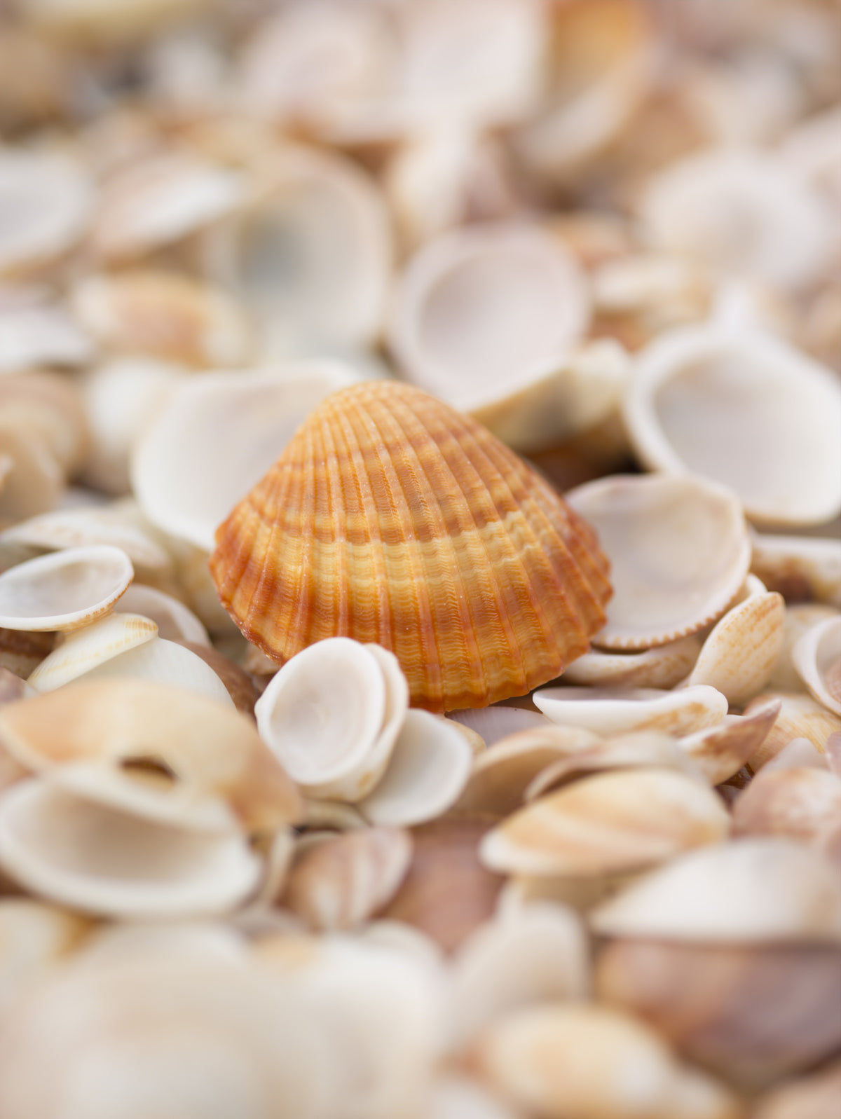 Amber Seashell Texture Pattern Wall Mural in your room — zoomed