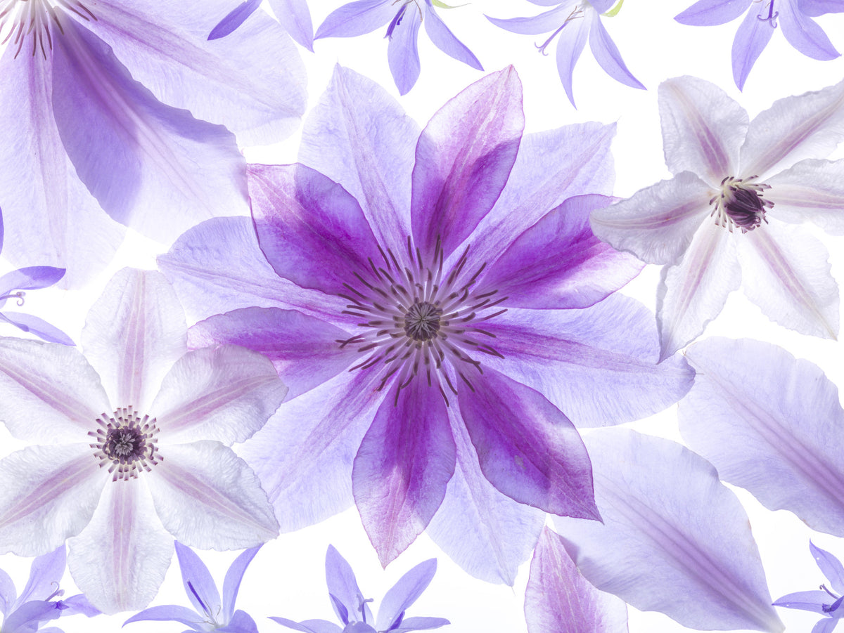 Lilac Petals Botanical Composition Wall Mural in your room — zoomed