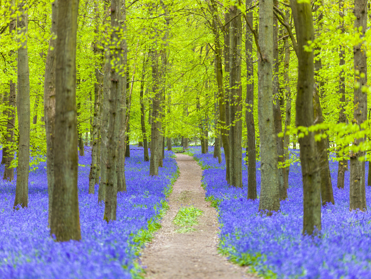 Verdant Spring Woodland Walkway Wall Mural in your room — zoomed